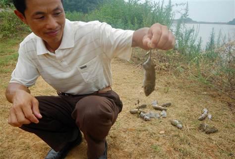 China Raising Rats Mmm, rodents! China feasts on rat infestation - Pest Portal Harare ...