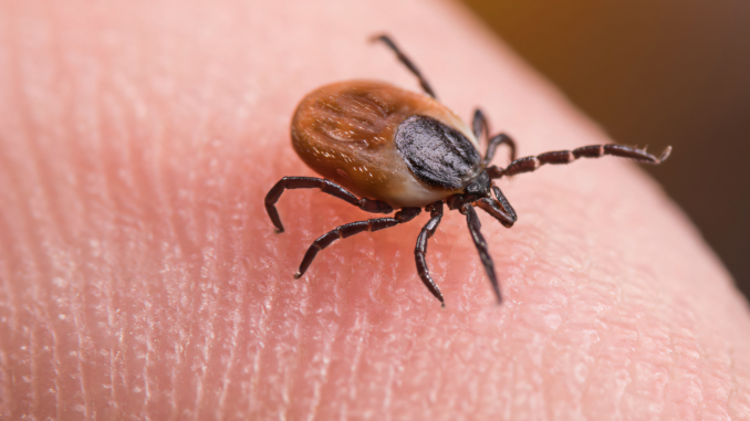 ticks affect pet's health