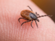 ticks affect pet's health