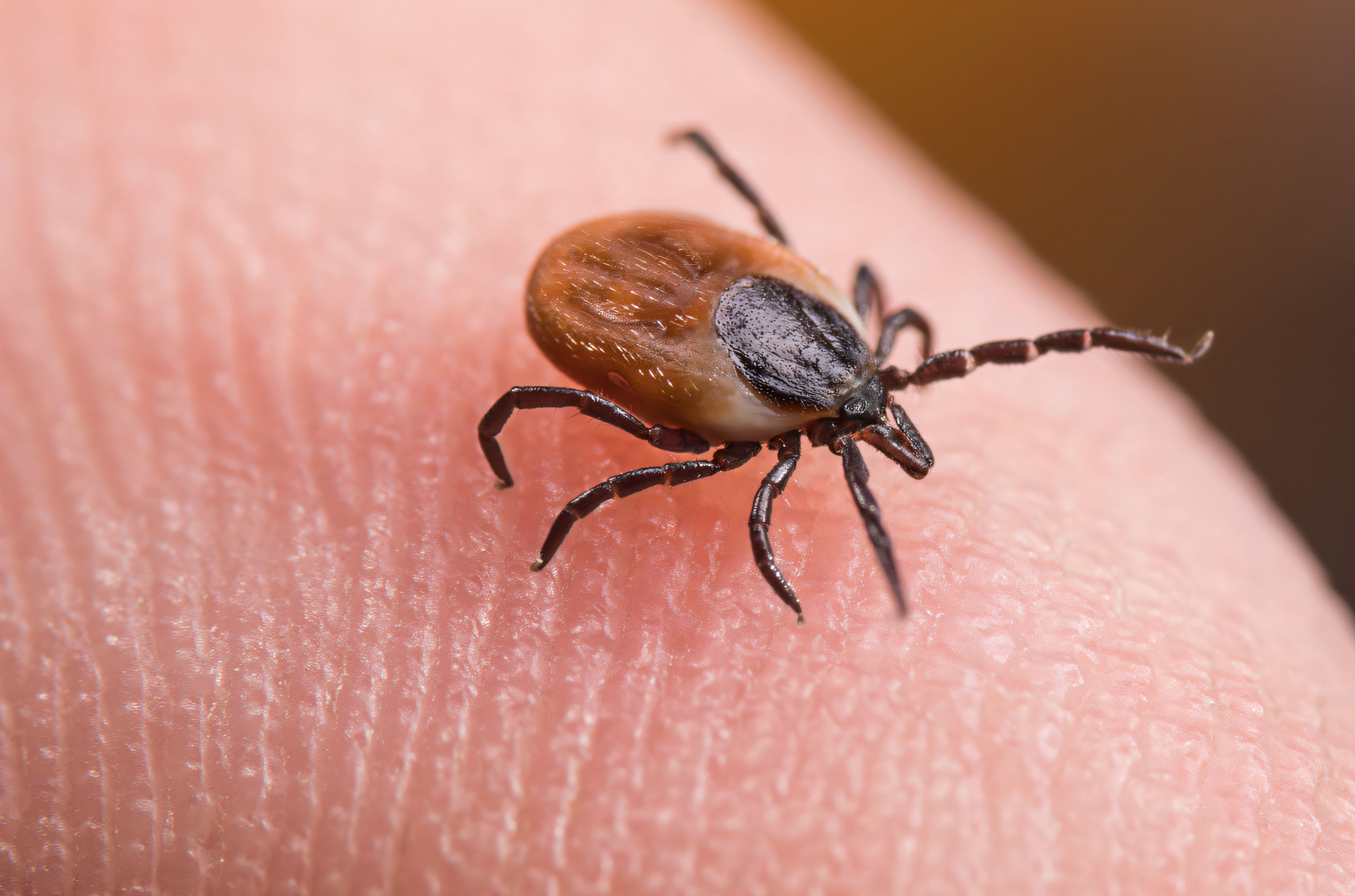 How ticks affect pet's health in Zimbabwe