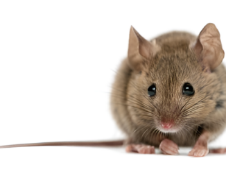 Dangers and diseases rodents zimbabwe What attracts rats to yards and homes in Harare and Zimbabwe?