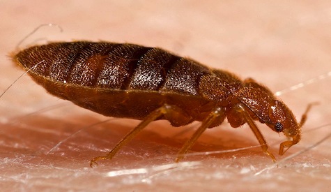 Dangers of Bed Bugs in Zimbabwe