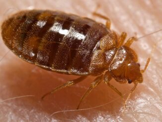 Common signs of a bed bug infestation in Harare and Zimbabwe