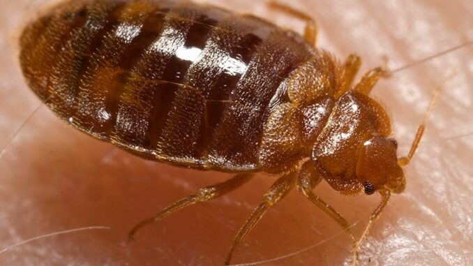 Common signs of a bed bug infestation in Harare and Zimbabwe