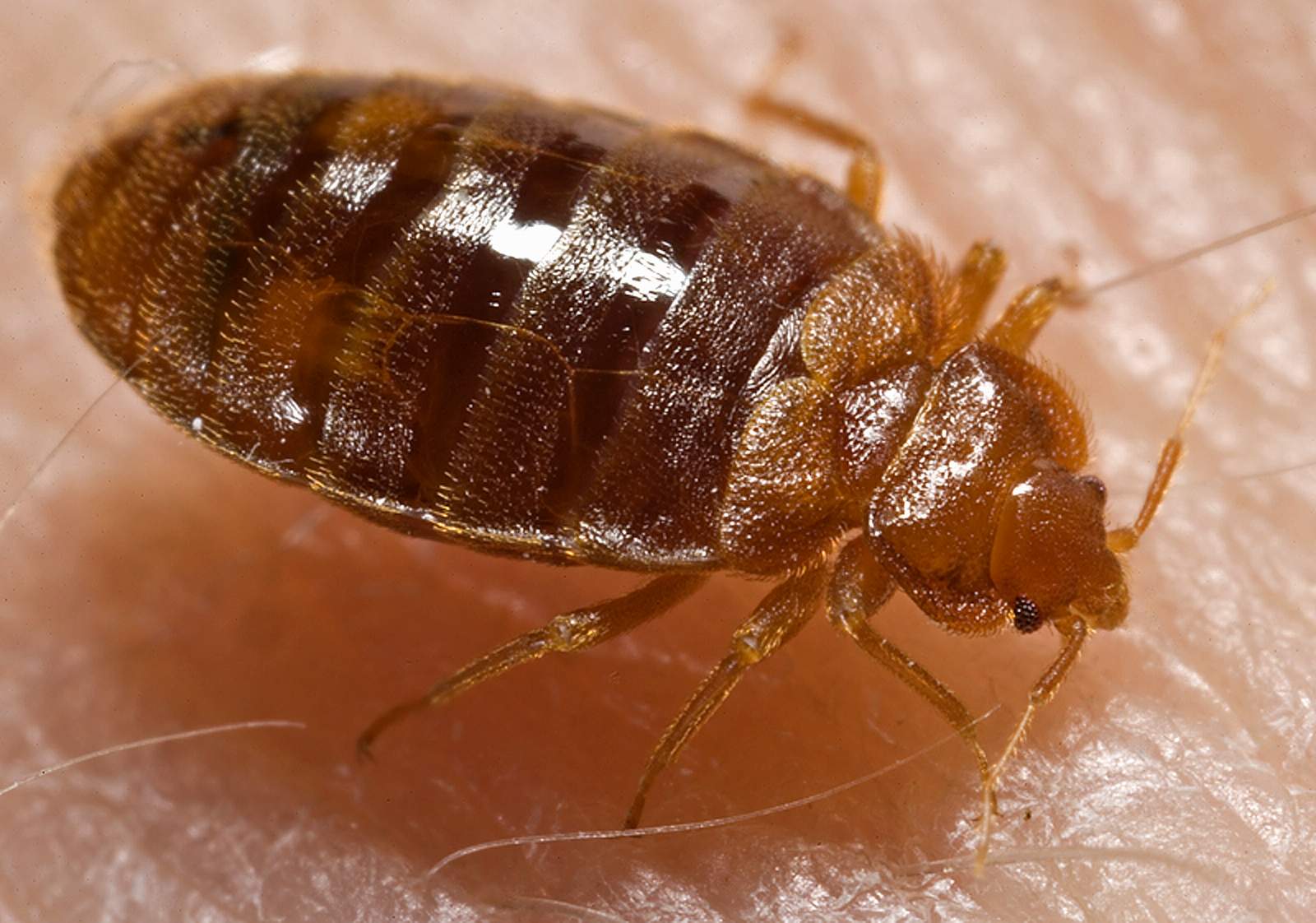 Bed Bug Identification and Prevention Measures in Harare and Zimbabwe