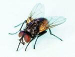 Role of flies in the Zimbabwean Ecosystem. Common fly species 