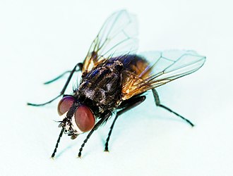 Role of flies in the Zimbabwean Ecosystem