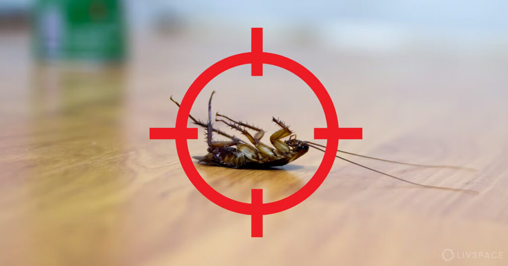 cockroach extermination harare