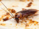 Health Problems Caused By Pests in Zimbabwe