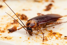 Health Problems Caused By Pests in Zimbabwe