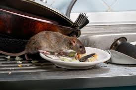 How rats pose a threat to public health and food safety in Zimbabwe