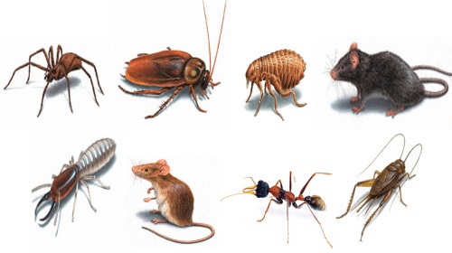 pests cause property damage