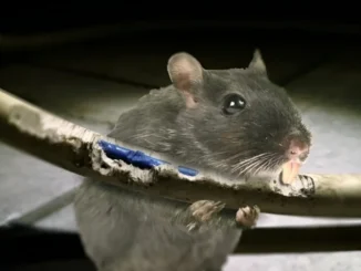 The Persistent Gnawing Why Rats Chew on Everything. How rat and rodent problems damage businesses in Zimbabwe