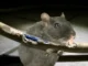 The Persistent Gnawing Why Rats Chew on Everything