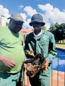mole control services harare