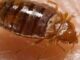 strategies for bed bug prevention