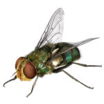 Common fly species 