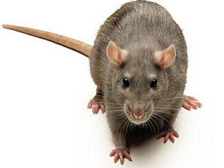 pest control harare rat infestation zimbabwe Professional Rodent Control Program