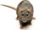 pest control harare rat infestation zimbabwe Professional Rodent Control Program