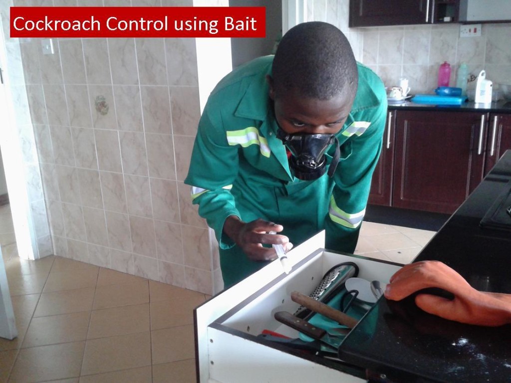 Cockroach Control Services Safe & Effective 0772593344 Harare