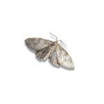 common household moths in Harare and Zimbabwe