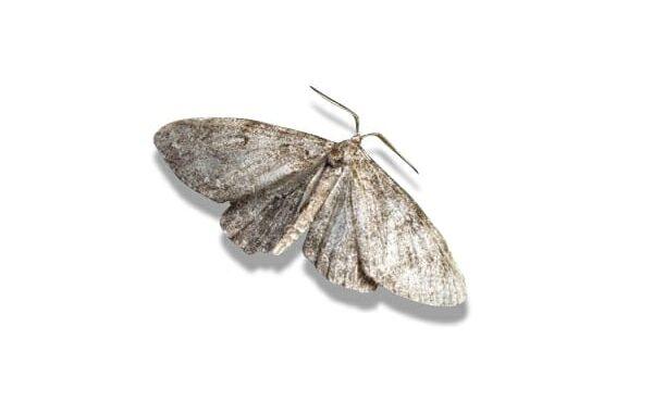 common household moths in Harare and Zimbabwe