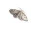 common household moths in Harare and Zimbabwe