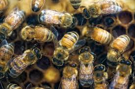 Bees Biology in Zimbabwe