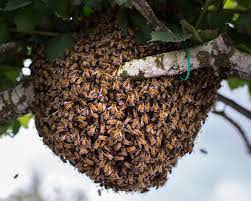 bee removals cost Harare