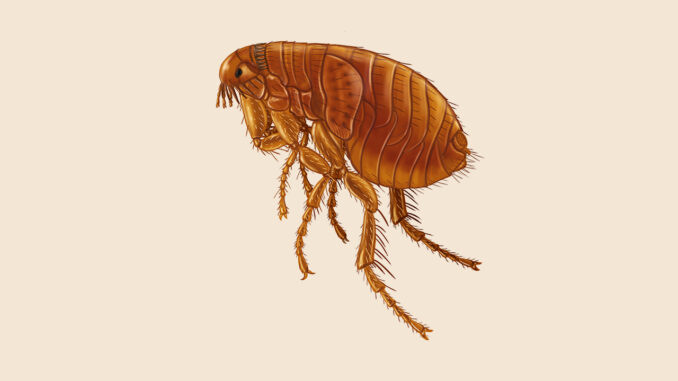 Common diseases spread by fleas in Zimbabwe