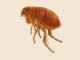 Common diseases spread by fleas in Zimbabwe