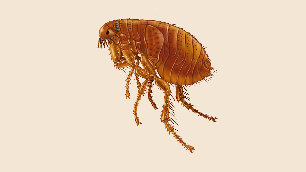 Signs of Flea Infestation in Pets: in Zimbabwe Archives - Pest Portal ...