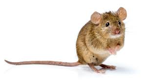 house mice 