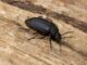 How Wood Boring Beetles Pose Threats to Homes and Buildings in Zimbabwe