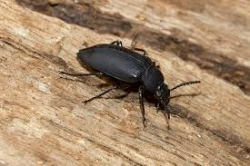 How Wood Boring Beetles Pose Threats to Homes and Buildings in Zimbabwe