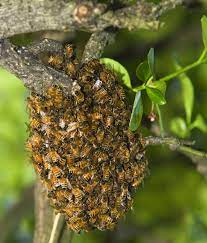 What role do bees play in the Zimbabwean ecosystem? Why a Bee Infestation Can Pose Significant Risks to Your Family in Harare