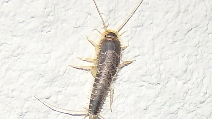 signs of silverfish in Zimbabwe