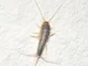 signs of silverfish in Zimbabwe