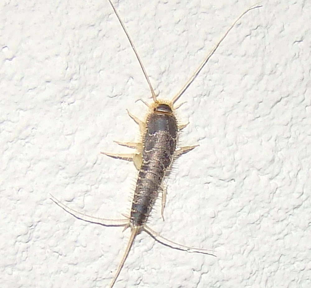 Signs of silverfish infestation or problems in Zimbabwe