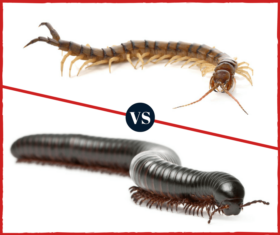 Are Millipedes and Centipedes Poisonous?