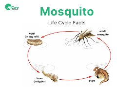 Dangers of mosquitoes