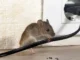 How rats and rodents cause a fire hazards in Zimbabwe