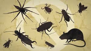 common household pests in Harare and Zimbabwe