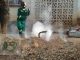 thermal termite treatment termite control services harare