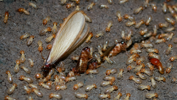 Signs of a termite infestation in Zimbabwe