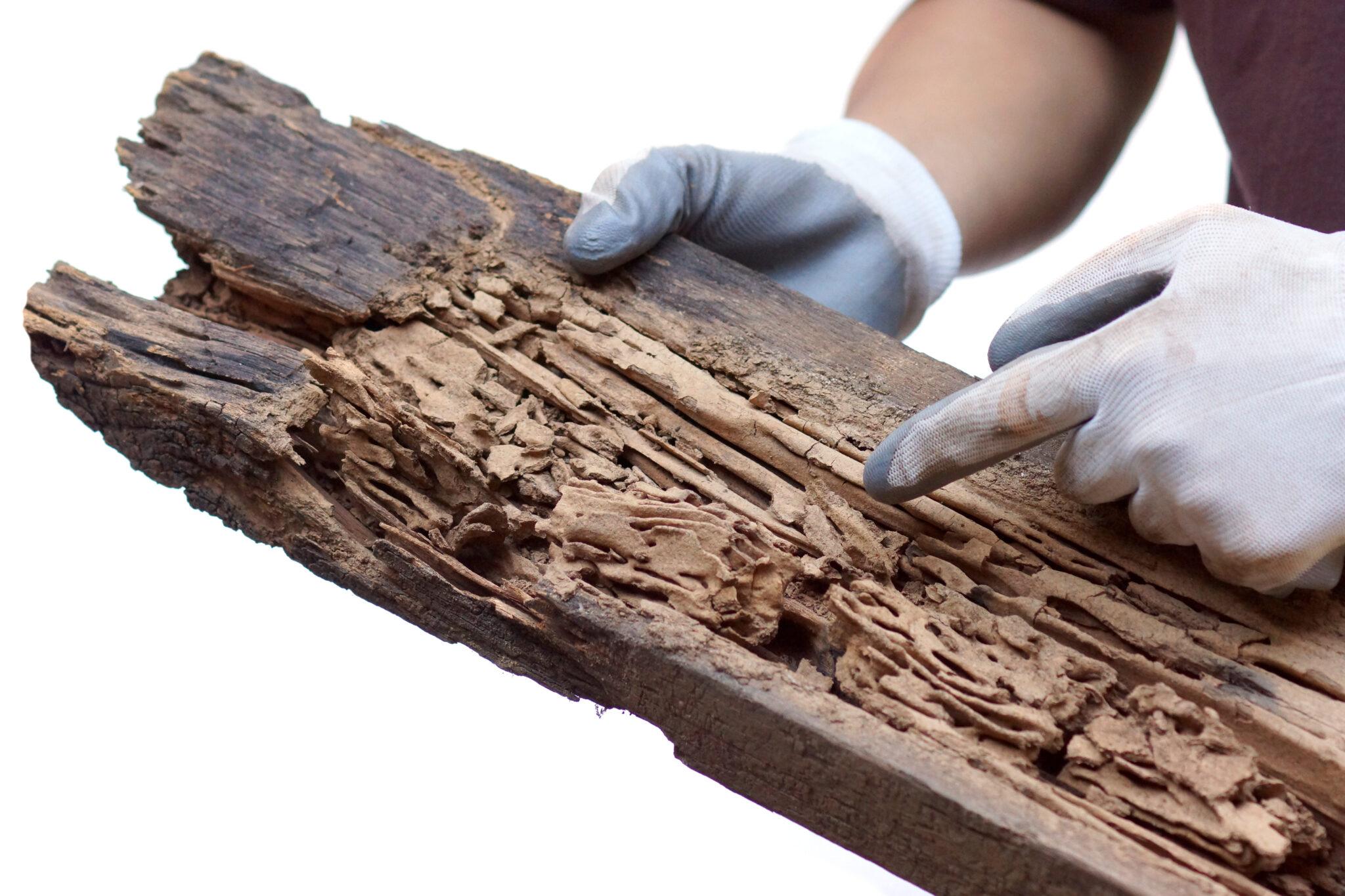 protecting your property against termites