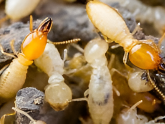 Termites in Zimbabwe: Identification, Behaviour and Control. How Termite Colonies Develop in Zimbabwe