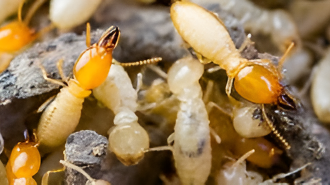 Termites in Zimbabwe: Identification, Behaviour and Control. How Termite Colonies Develop in Zimbabwe