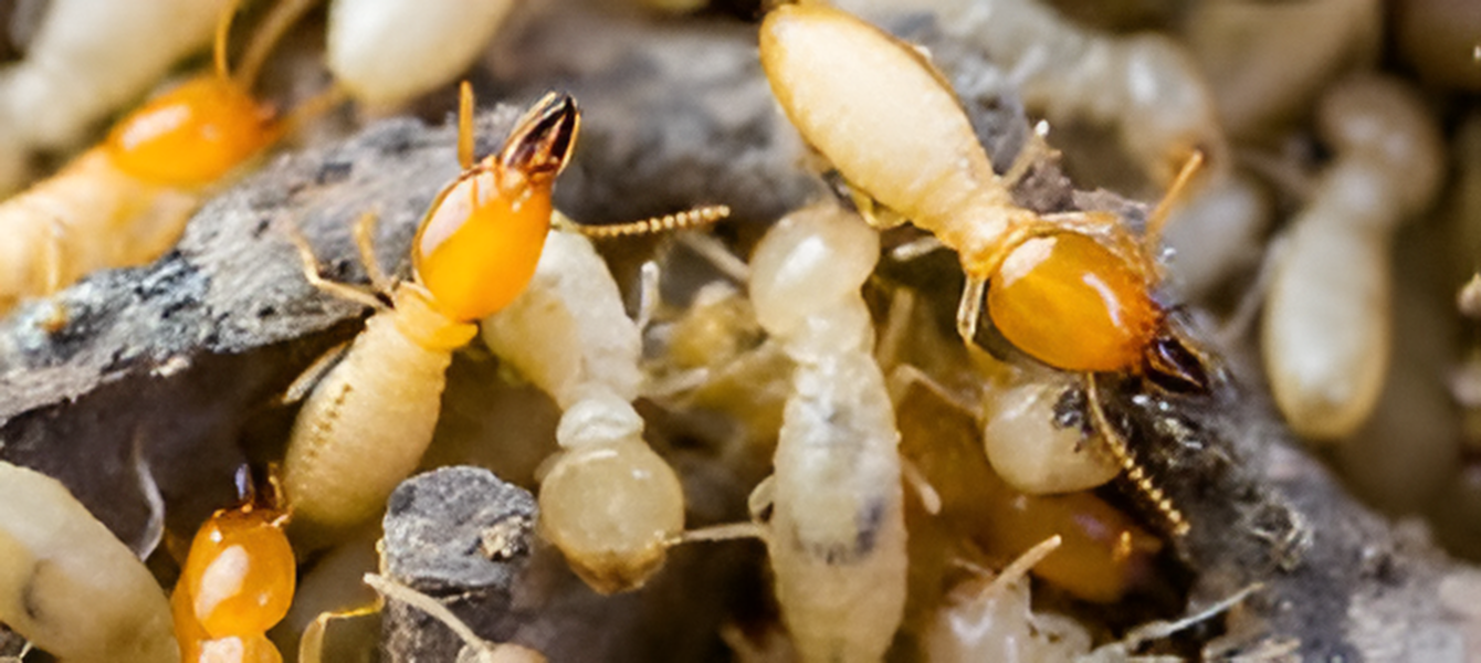 Termites in Zimbabwe: Identification, Behaviour and Control